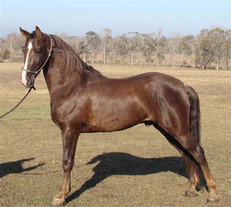 Discover Tennessee Walker <b>Horses</b> <b>for</b> <b>sale</b> in Tennessee on America's biggest equine marketplace. . Walking horses for sale twh